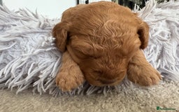 Cockapoo dogs for sale: F1B Cockerpoo puppies looking for new homes - Image 16