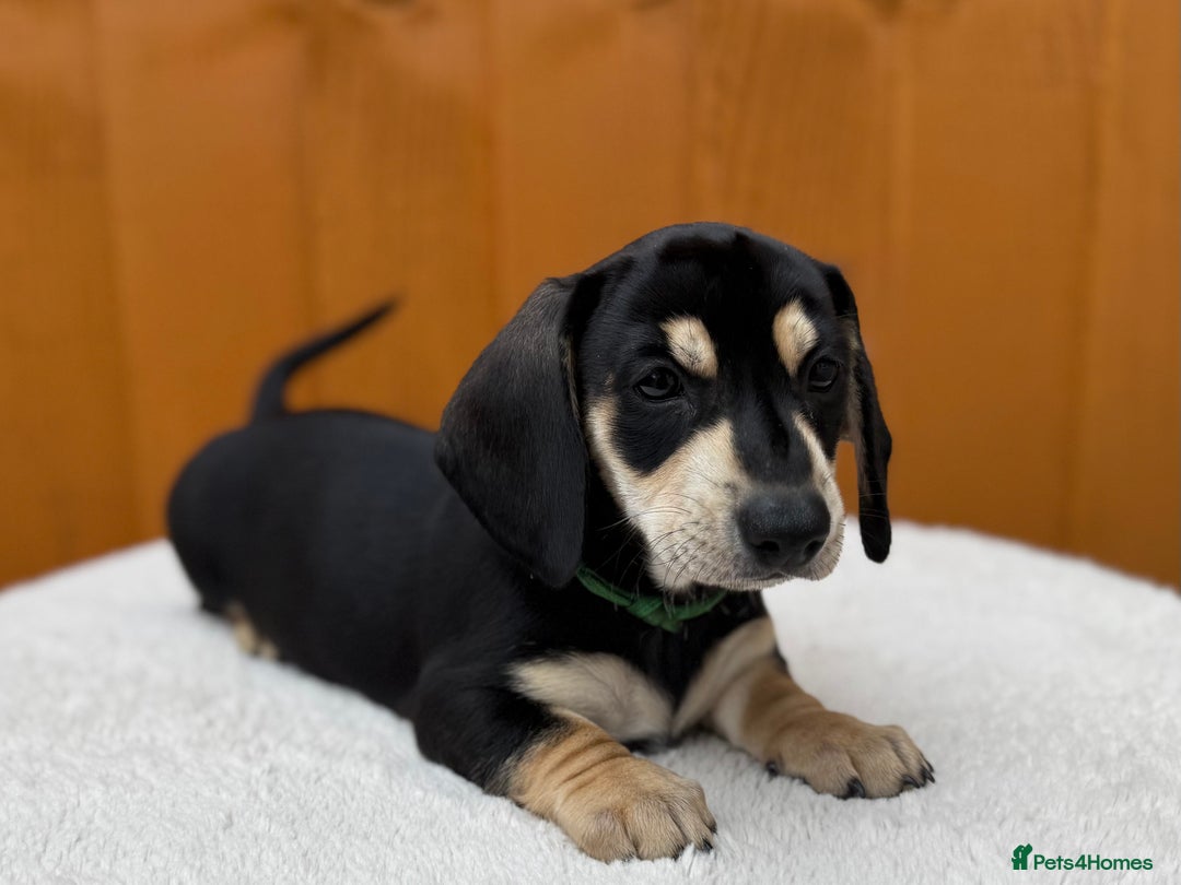 Dachshund dogs for sale: Black & Cream, Chocolate & Cream Dachshund Puppies - Image 9