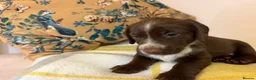 Mixed Breed dogs for sale: Doxie puppies  - Advert 17