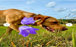 Labrador Retriever dogs for sale: Fox red Labrador - Image 20
