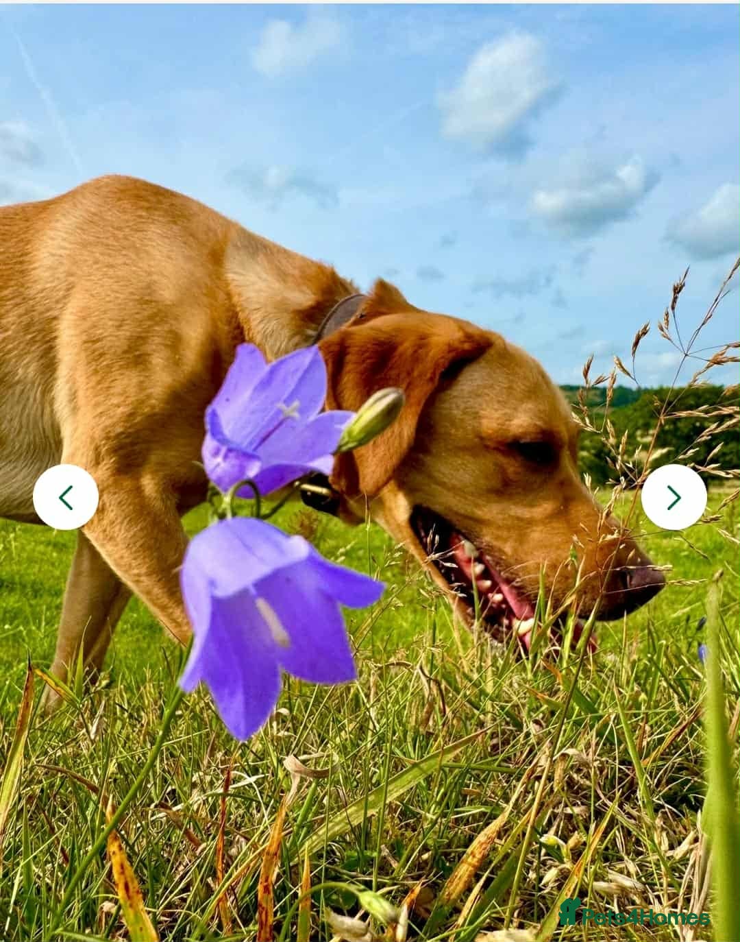 Labrador Retriever dogs for sale: Fox red Labrador - Image 20