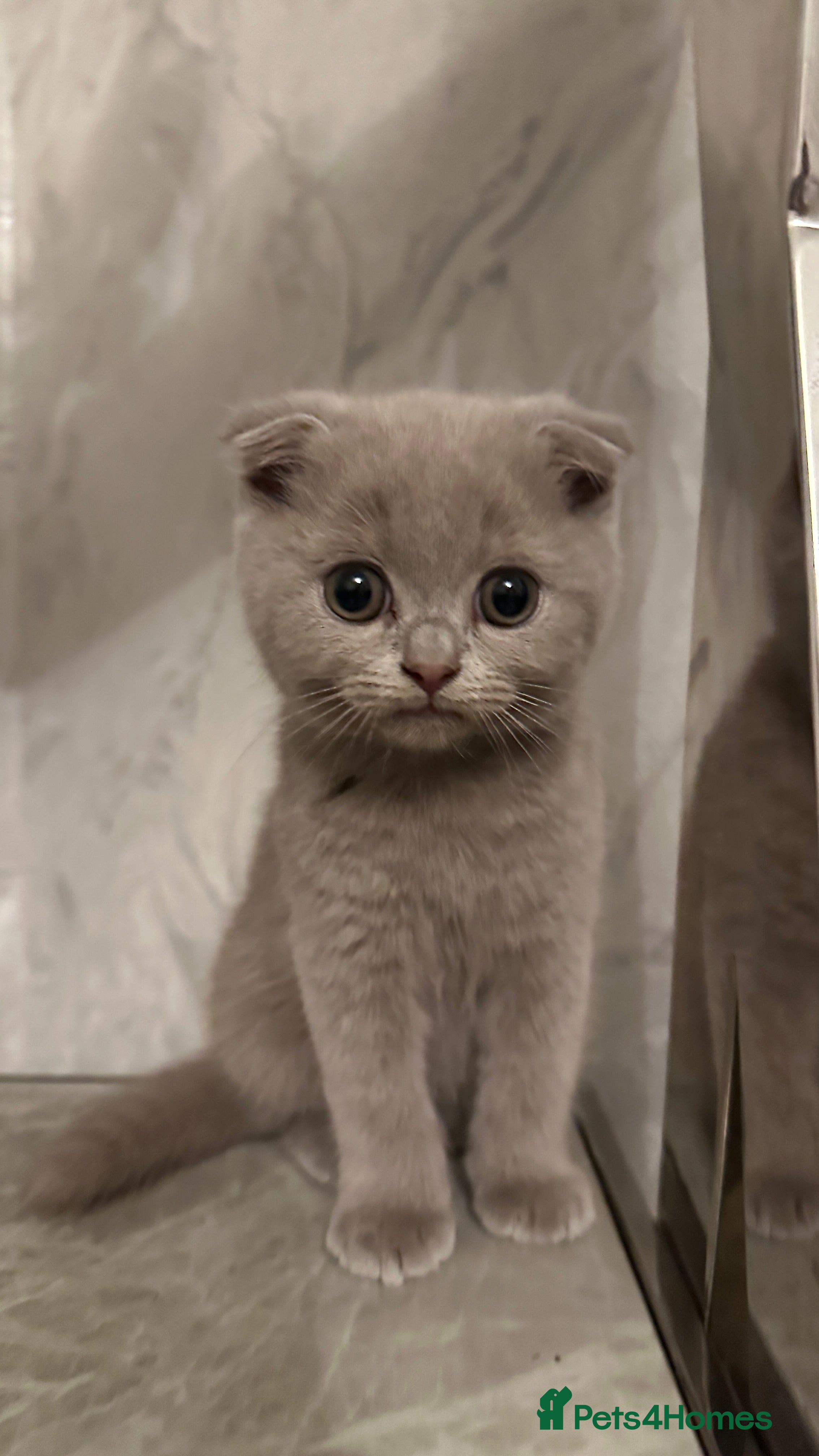 Scottish Fold cats 3 Lilac Scottish fold x British shorthairs£800-100 - Advert 2