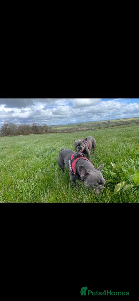 French Bulldog dogs for sale: Luna & Mike NEED a New Loving Home - Advert 7