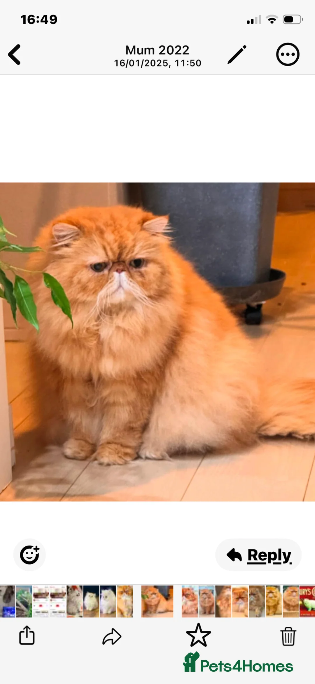 Persian cats for stud: G.C.C.F cream Stud Pedigree Champion Lineage in Slough - Advert 1