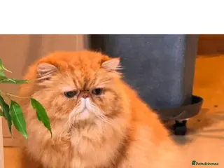 Persian cats G.C.C.F cream Stud Pedigree Champion Lineage - Advert 3