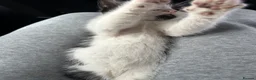 Domestic Shorthair cats for sale: 🐾Fluffy black and white kittens🐾 - Advert 10