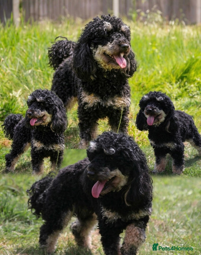 Miniature Poodle dogs for stud: Black phantom minature poodle (stud)  - Advert 1