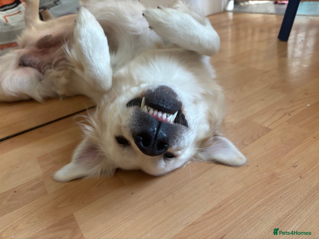 Golden Retriever dogs for sale: KC Registered Golden Retriever Puppies FOR SALE 🐾 - Advert 5