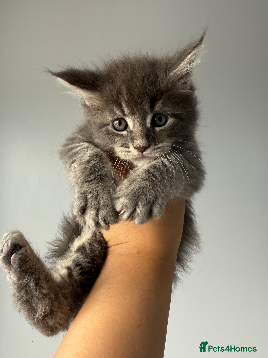 Maine Coon cats for sale: XL Russian Cubs 🇷🇺❤️ - Image 5