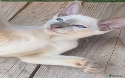 Siamese cats for sale: Siamese/oriental  - Image 2