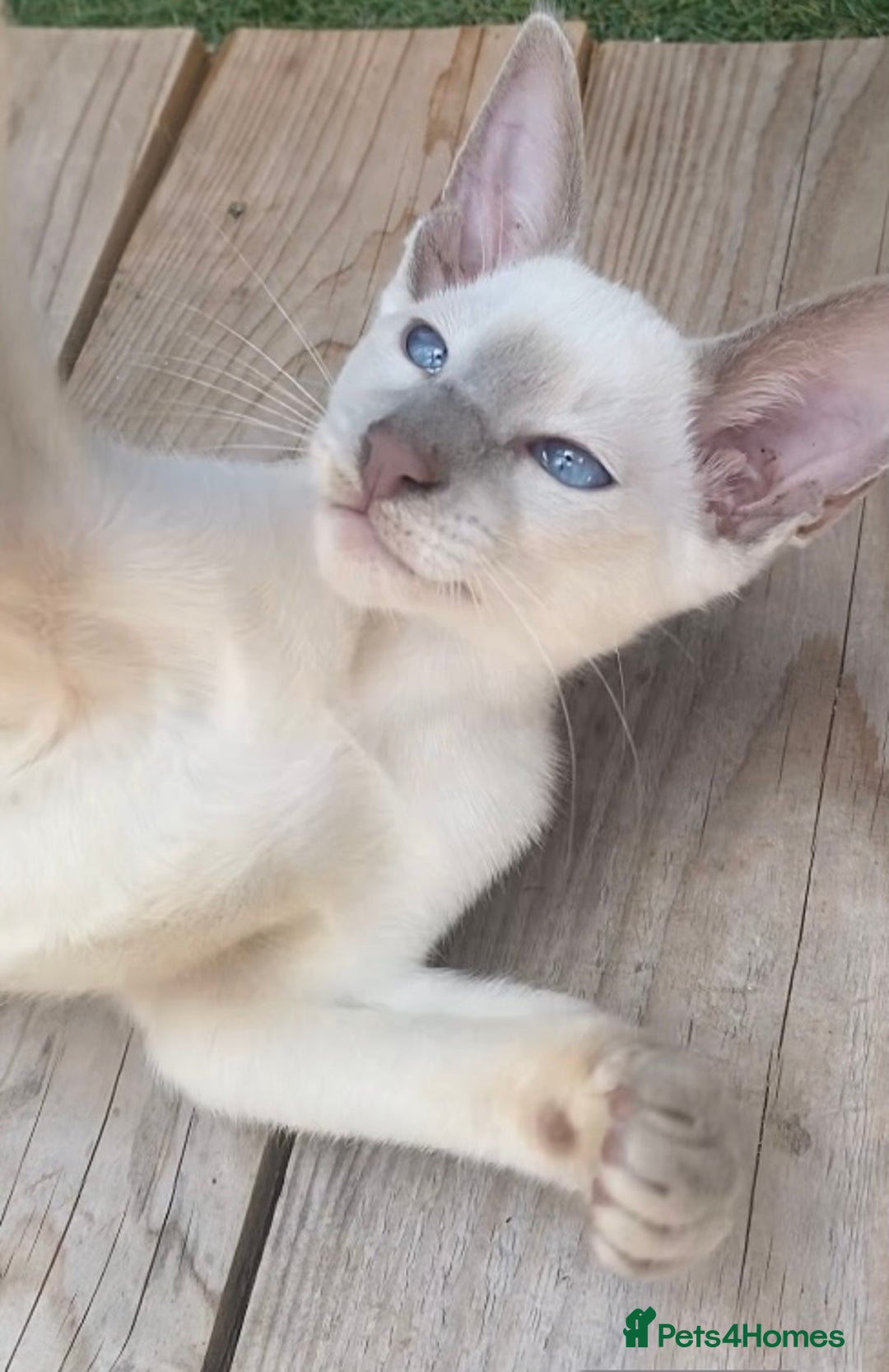 Siamese cats for sale: Siamese/oriental  - Image 2