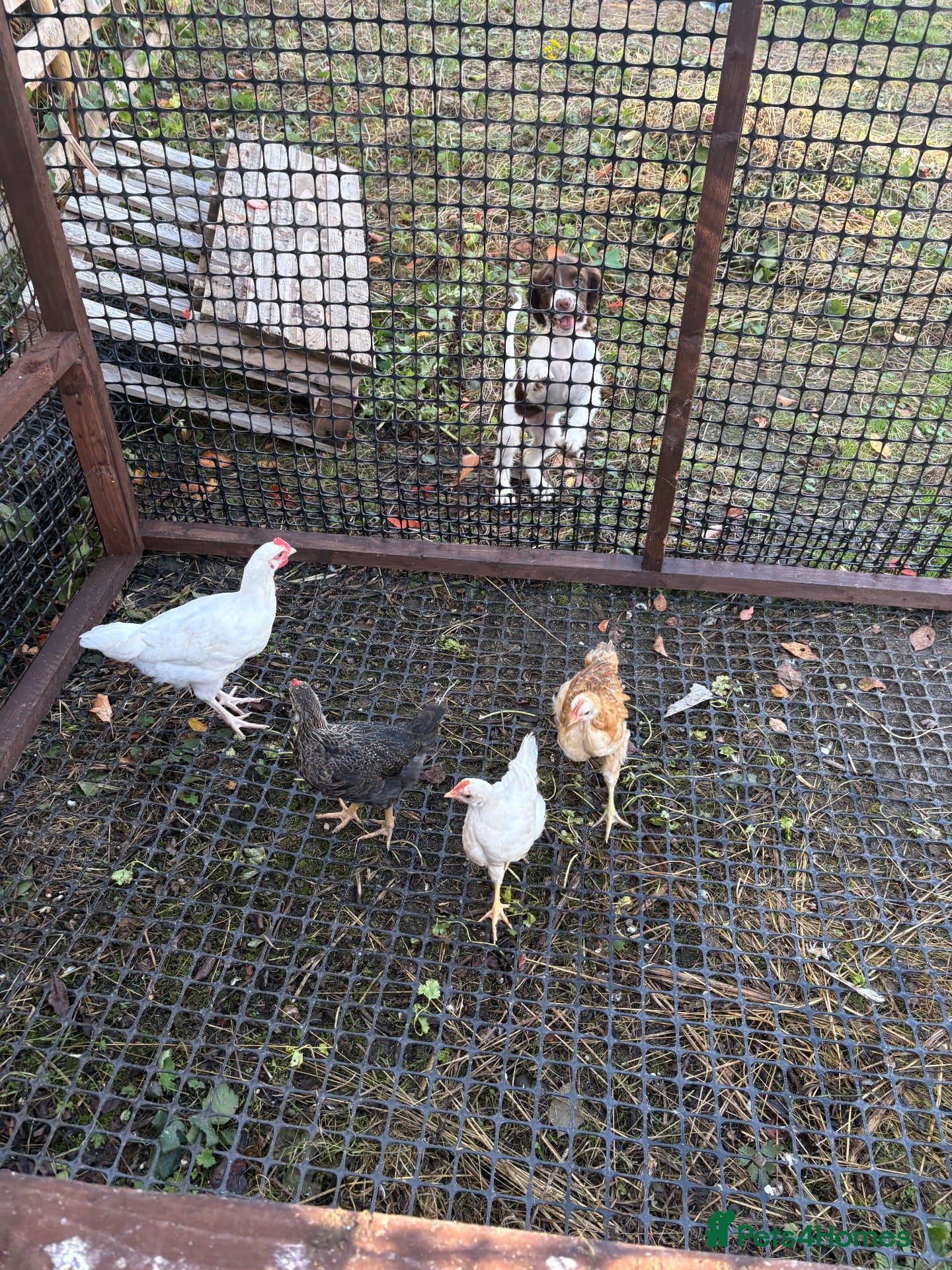 Chickens poultry Cockerel  - Advert 1
