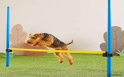 Welsh Terrier dogs for sale: Beautiful Champion Lines KC Welsh Terrier Puppies - Image 21