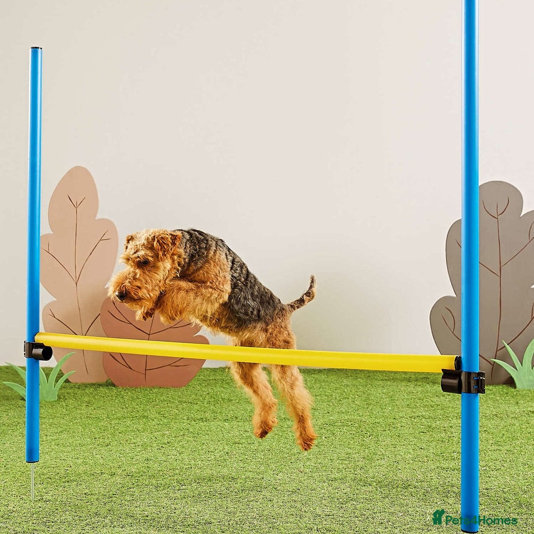Welsh Terrier dogs for sale: Beautiful Champion Lines KC Welsh Terrier Puppies - Image 21