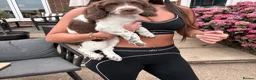 English Springer Spaniel dogs for sale: 1 working English springer spaniels - Advert 3