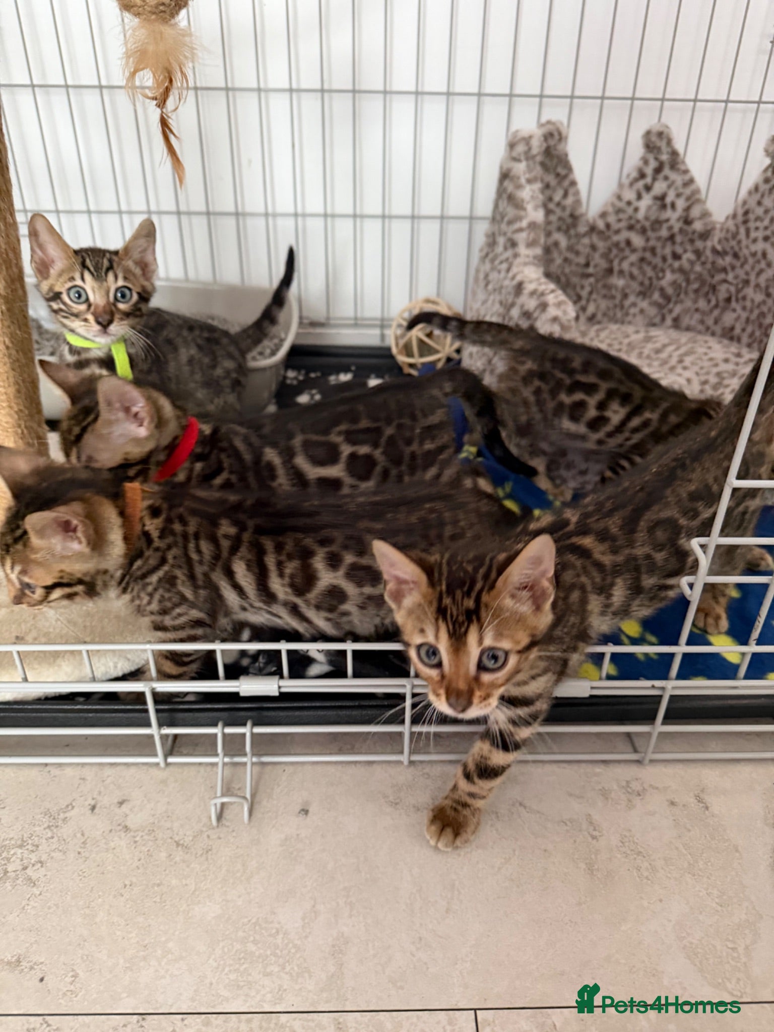 Bengal cats Bengal Kittens Available  - Advert 4