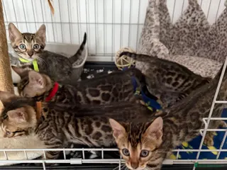 Bengal cats Bengal Kittens Available - Advert 4