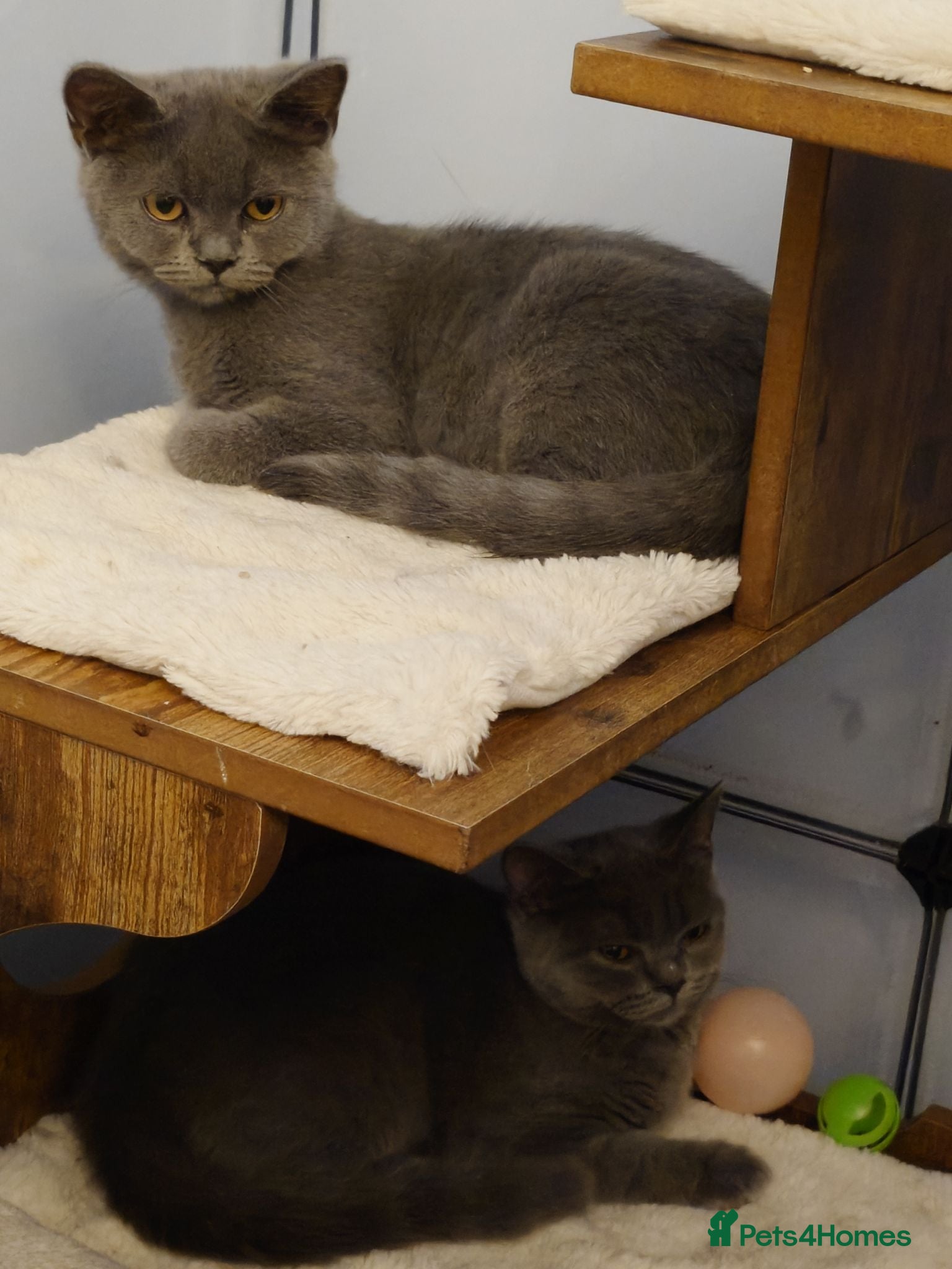 British Shorthair cats 1 boy and 1 girl left ready for they're forever🏠 - Advert 2