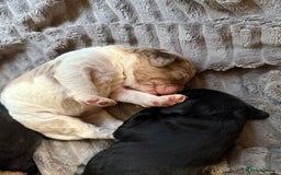 Cockapoo dogs for sale: Cockapoo puppies - Advert 9