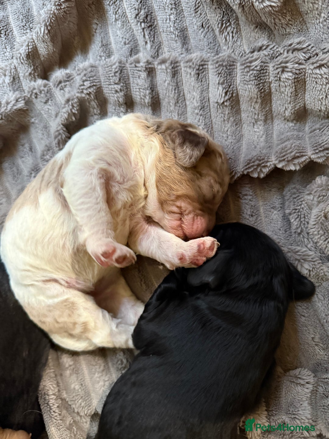 Cockapoo dogs for sale: Cockapoo puppies - Advert 9