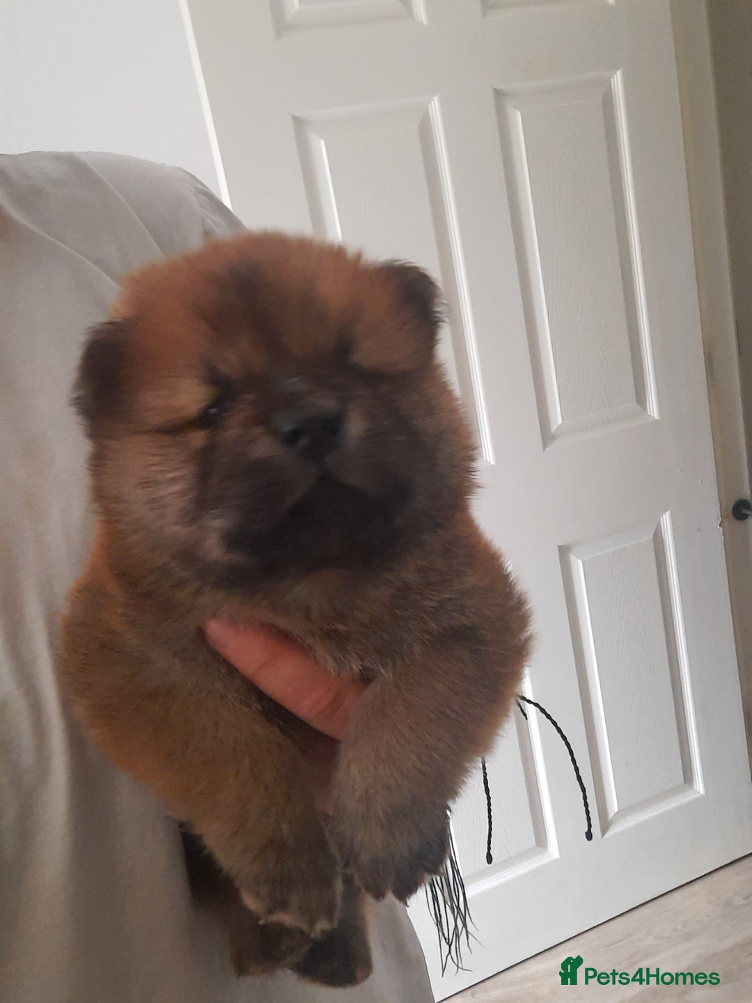 Chow Chow dogs for sale: Chow chow puppies for sale - Image 16