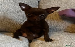 Mixed Breed dogs for sale: Chihuahua x  - Image 26