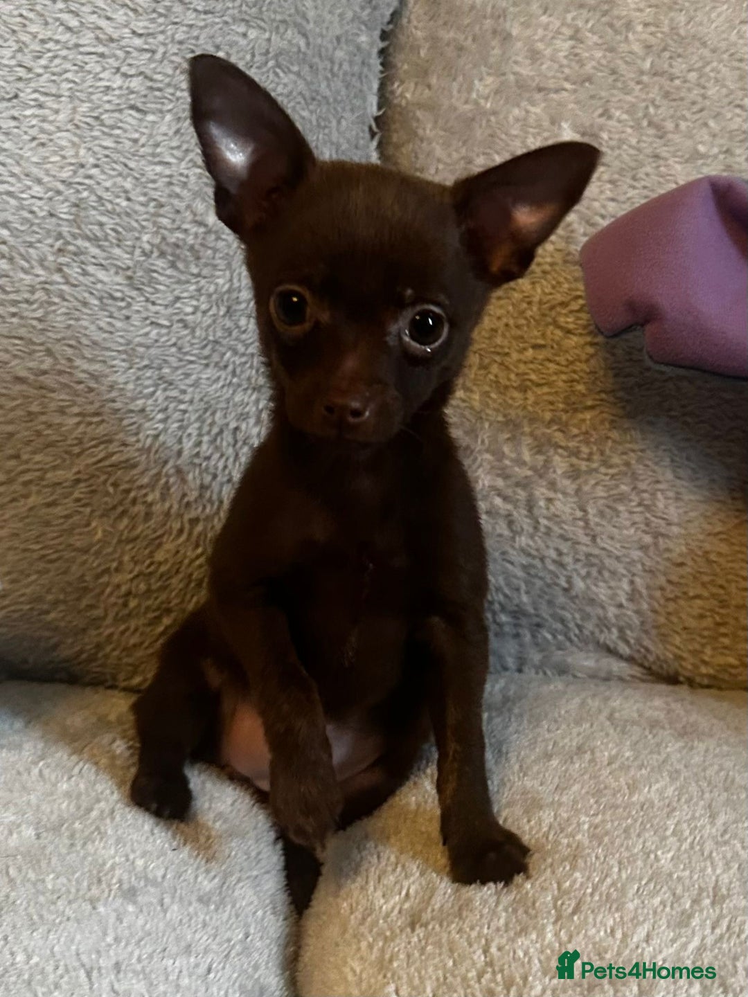 Mixed Breed dogs for sale: Chihuahua x  - Image 26