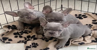 French Bulldog dogs - Advert 2