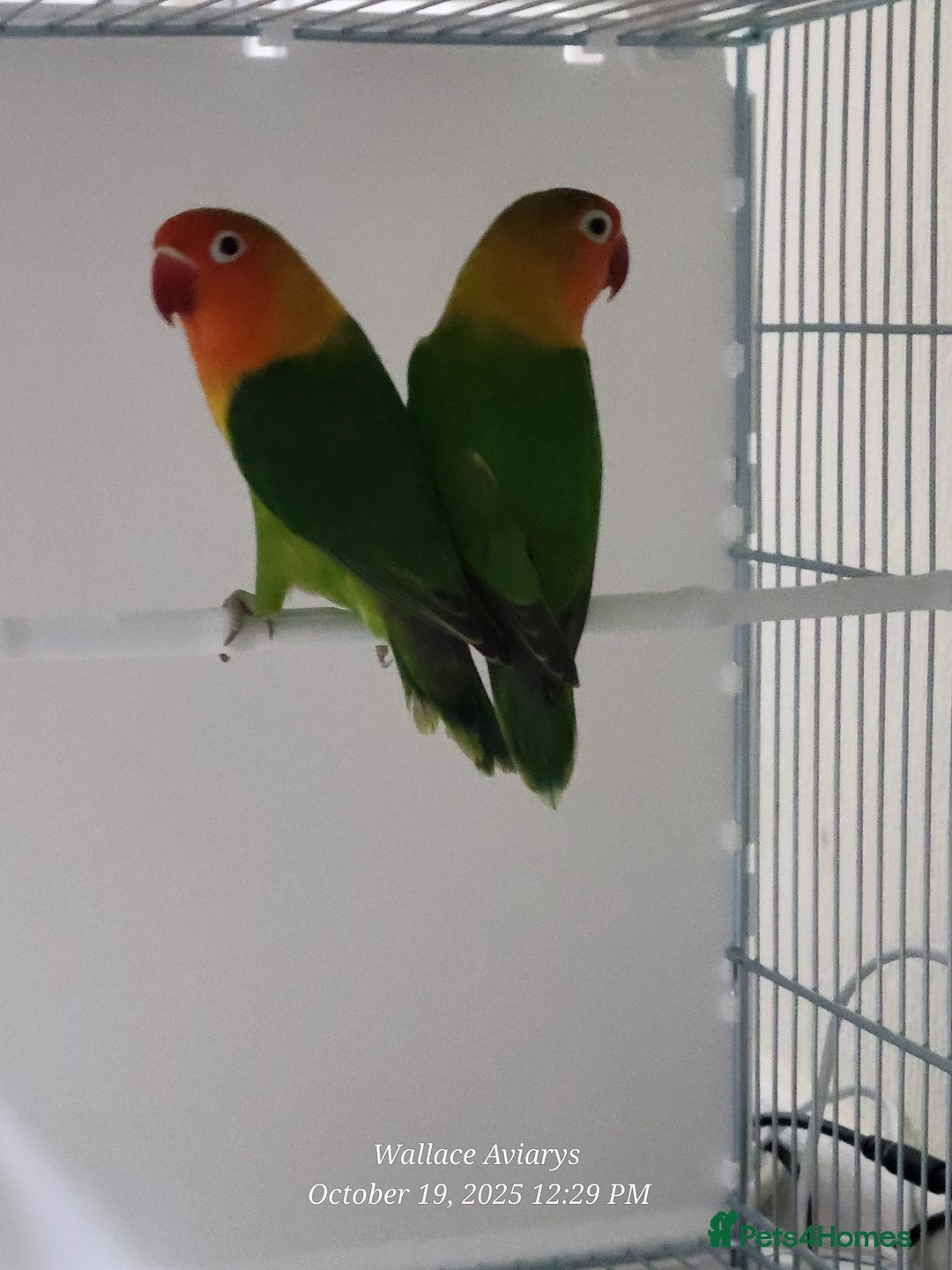 Budgerigars birds for sale: Lovebirds  - Advert 2