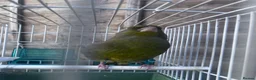 Finches birds for sale: European Green Finch  - Advert 4
