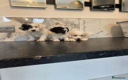 Jackapoo dogs for sale: Jackapoo puppies toy poodle - Image 8