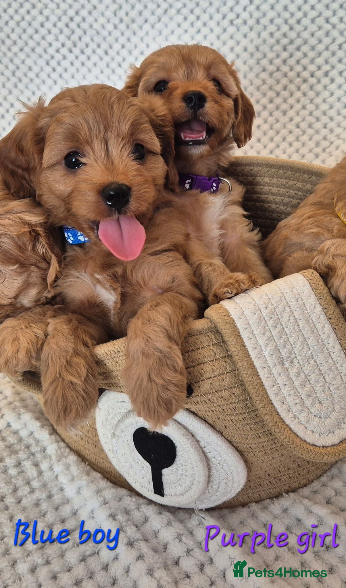 Cavapoo dogs Adorable F1 Cavapoo puppies - Advert 6