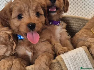 Cavapoo dogs Adorable F1 Cavapoo puppies - Advert 6