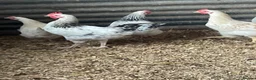 Hens poultry for sale: Light Sussex pure and crossed - Advert 4