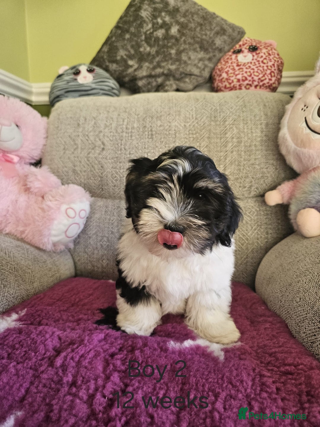 Havanese dogs for sale: Champions Bloodline KC Havanese Puppies in Wellingborough - Image 1