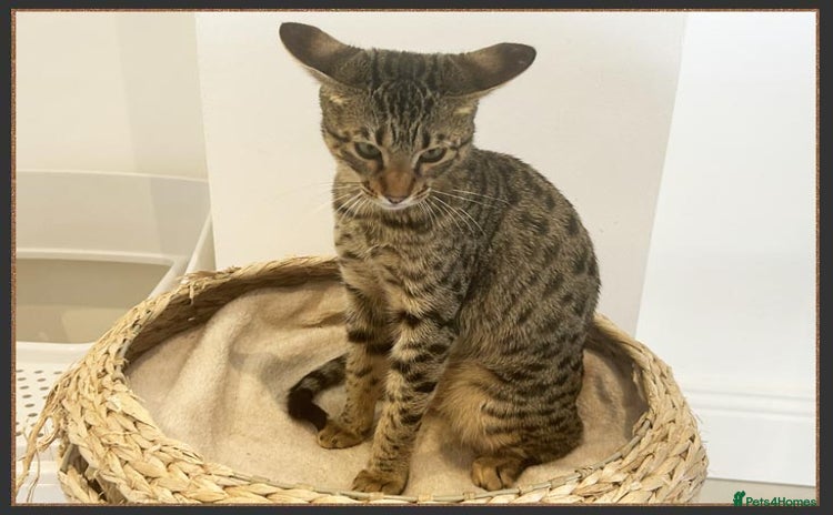 Savannah cats - Advert 8