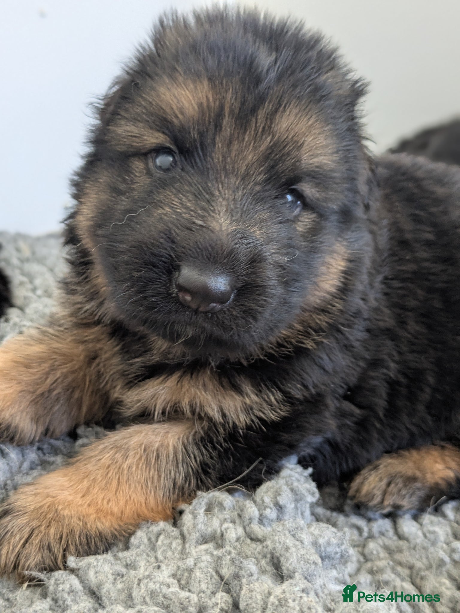 German Shepherd dogs Champion Show-Line KC Pups, Health Tested Parents - Advert 2