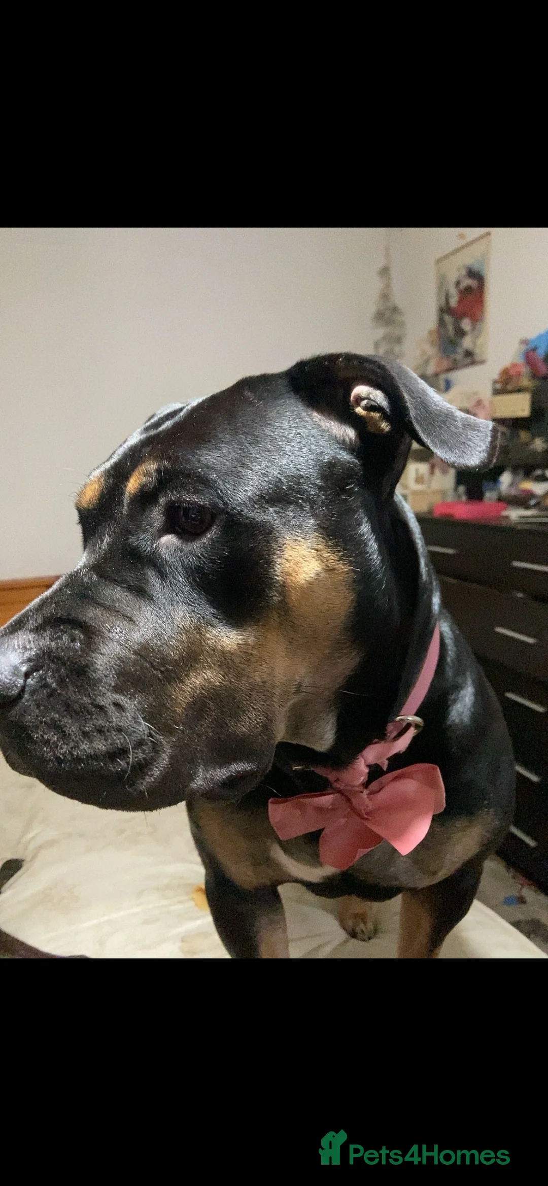 Mixed Breed dogs for sale: Rottie mix cross staffy puppies in Bicester - Advert 1