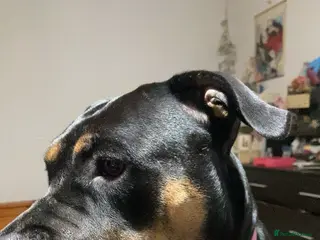 Mixed Breed dogs Rottie mix cross staffy puppies in Bicester - Advert 1