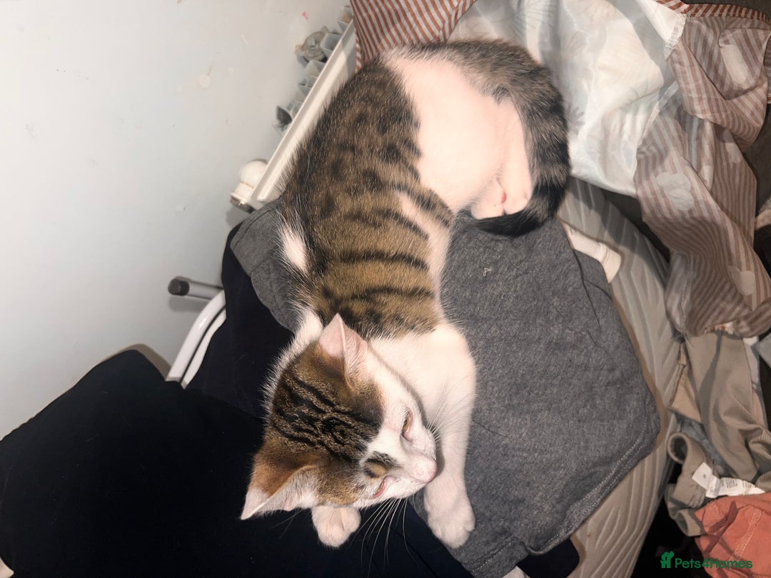 British Shorthair cats for sale: Last male kitten for sale  - Image 1