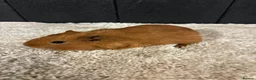 Guinea Pig rodents for sale: Female guinea pigs - Advert 4
