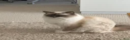 Ragdoll cats for sale: Beautiful Ragdolls Seeking Loving Forever Home 🤍 in Brighton - Advert 3