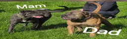 Cane Corso dogs for sale: Cane corso puppies in Merthyr Tydfil - Advert 4