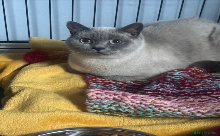 British Shorthair cats - Advert 1