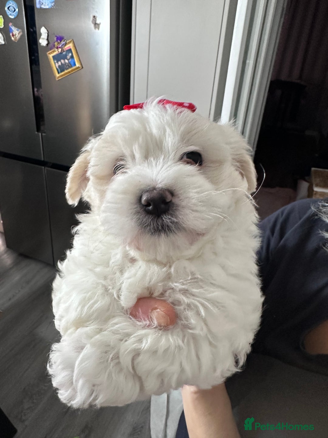 Bichon Frise dogs for sale: ALEX CHIRILA - Image 4