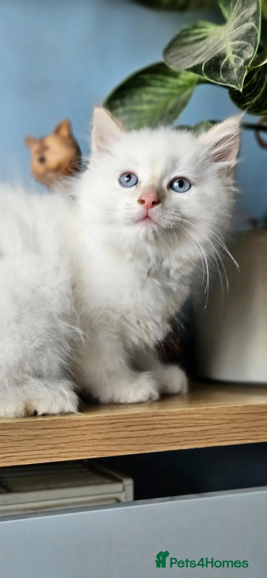 Ragdoll cats for sale: 2 Beautiful Ragdoll babies avalible  - Advert 8