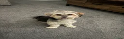 Morkie dogs for sale: Milo  in Liverpool - Advert 9