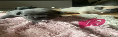 Mixed Breed 3