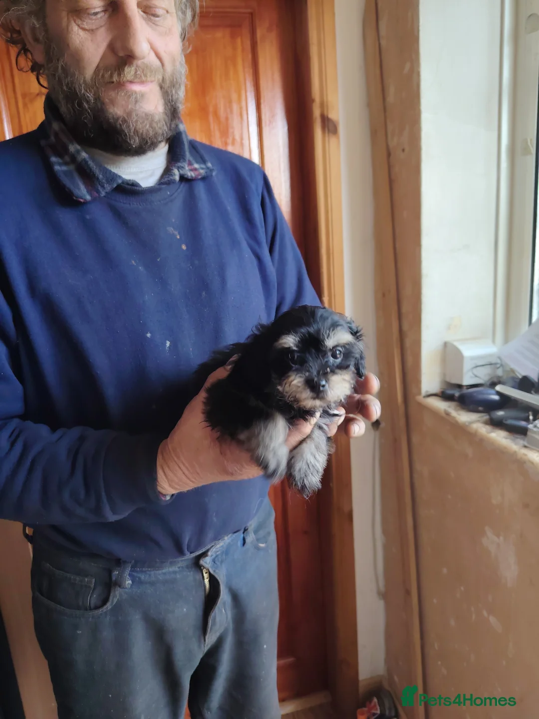 Shihpoo dogs for sale: 7 shihpoo puppies READY NOW - Advert 2