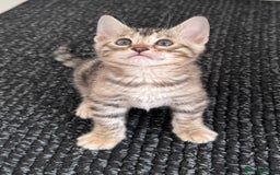 Bengal cats for sale: Stunning Silver Bengal Kittens 😻 - Image 27